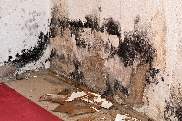 mold-remediation.jpg